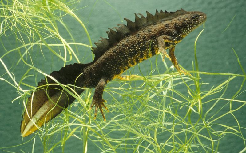 Гребенчатый тритон