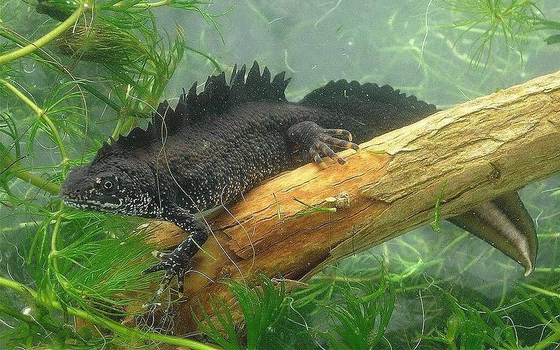 Гребенчатый тритон