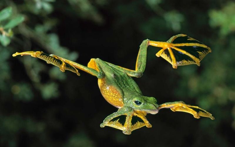 Яванская летающая лягушка