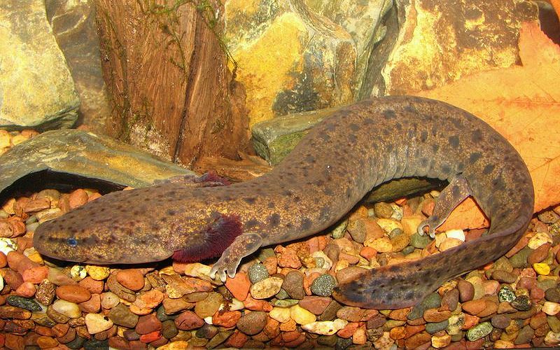 Американский протей