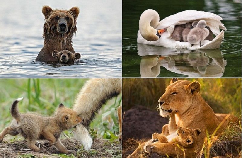 Животные: продолжение рода