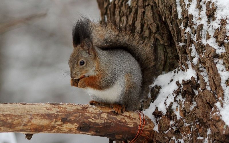 Питание животных