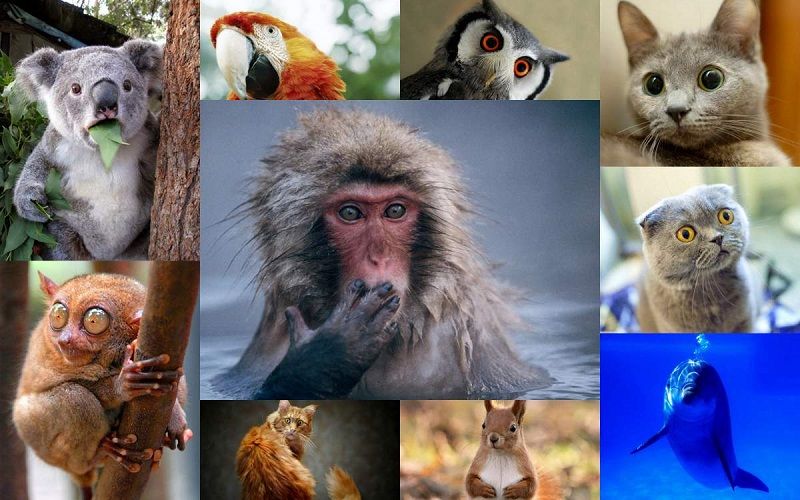 Органы чувств у животных