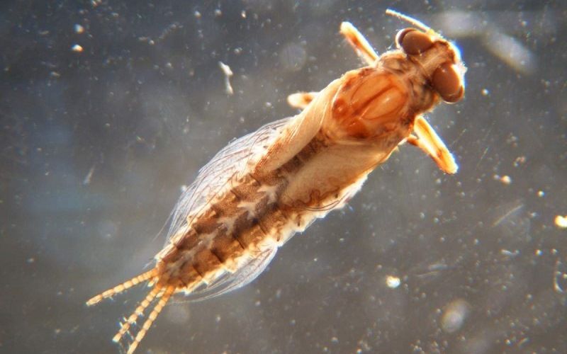 Жизненный цикл поденки