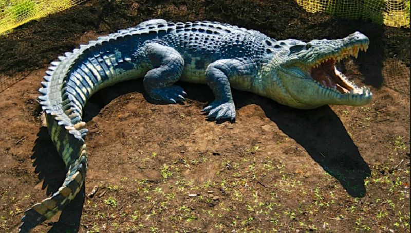 Гребнистый крокодил