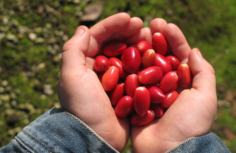 Магический фрукт