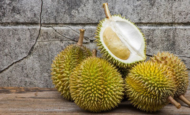 Дуриан цибетиновый