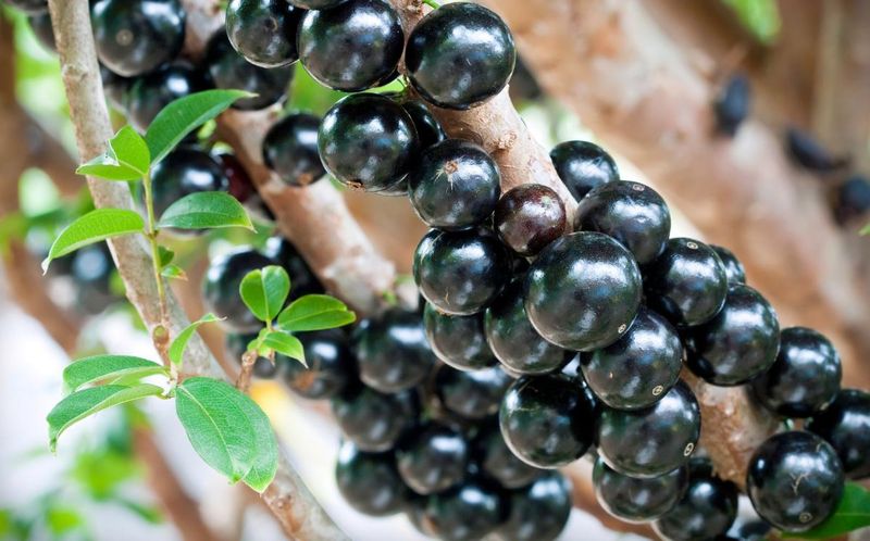 Жаботикаба