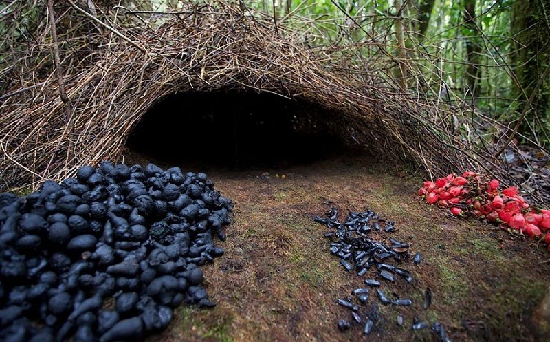 Гнездо шалашника