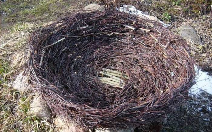 Гнездо аиста