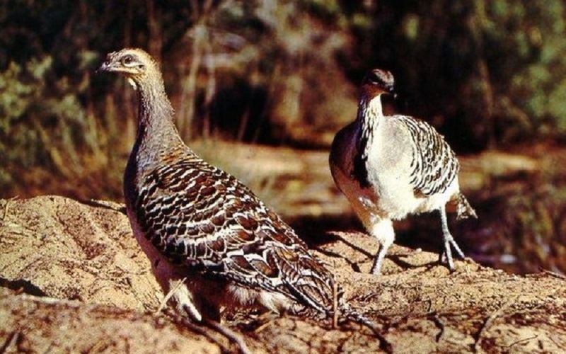 Австралийские большеноги