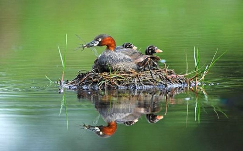 Домики-плоты малых поганок