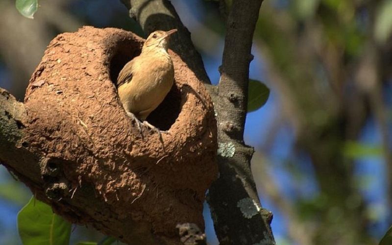 Гнезда рыжих печников