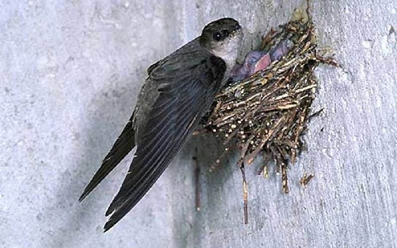 Хохлатые стрижи