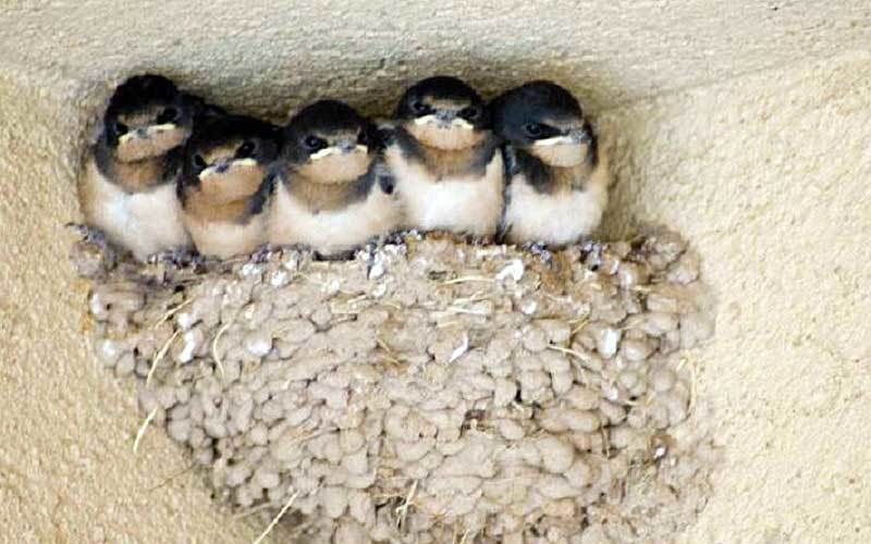 Стрижи - салаганы