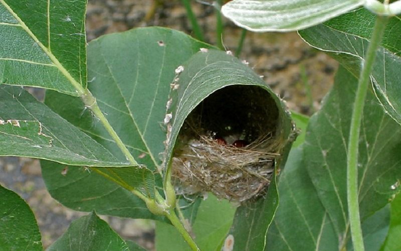 Домики-туннели краснолобых портних
