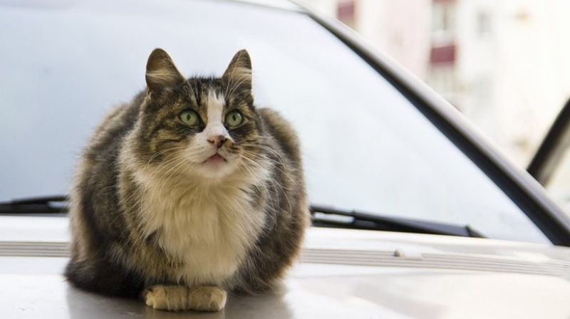 Кошка из Новосибирска