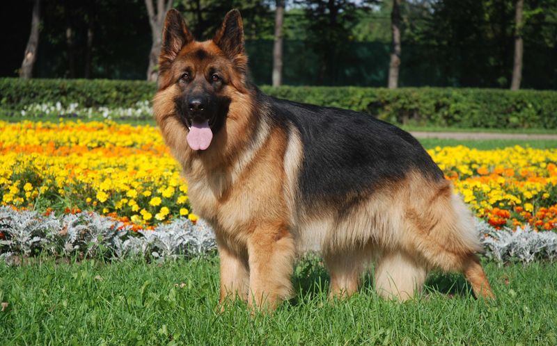 Немецкая овчарка из Подмосковья спасла ребенка