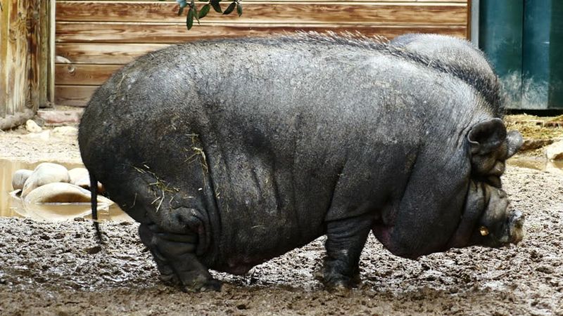 Домашняя свинья Лулу