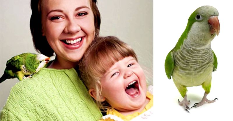 Попугай Вилли спас ребенка