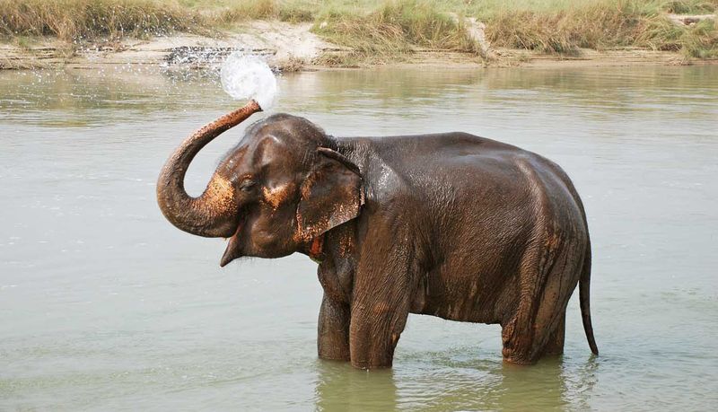 Слон Нингнонг укрыл девочку от цунами