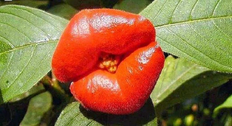 Психотория возвышенная