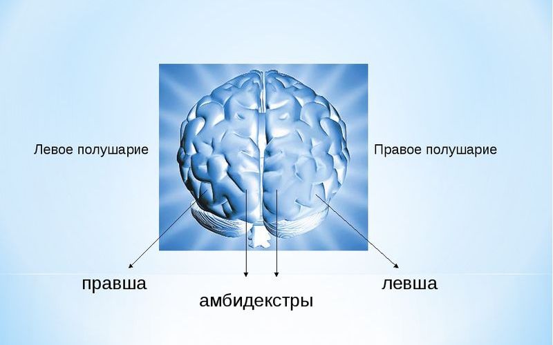 Как устроен мозг