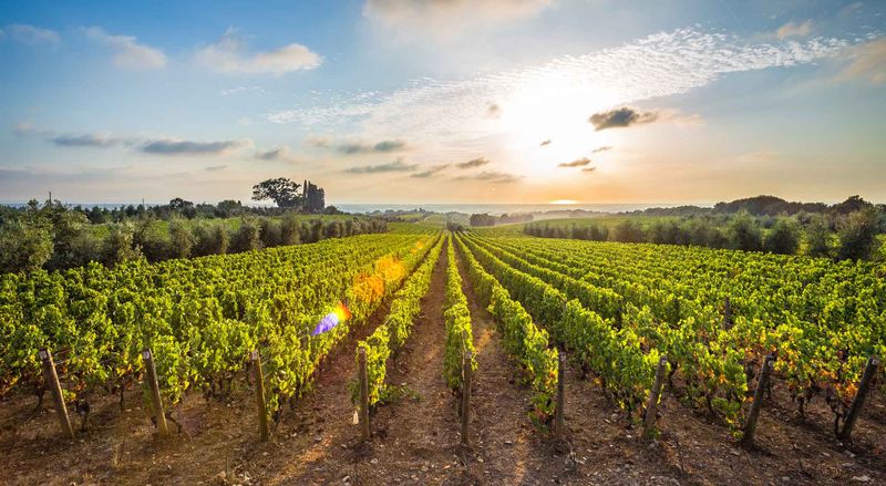 Виноградники Болгери