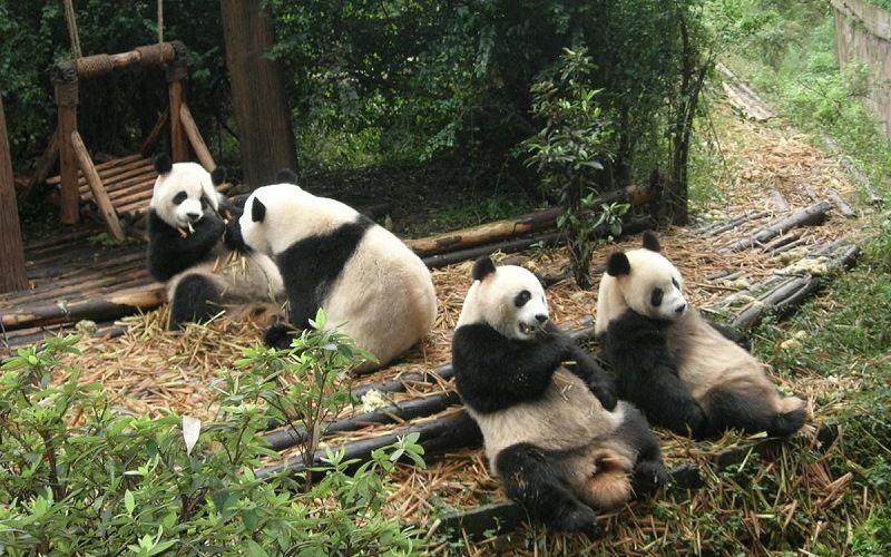 Большие панды в Чэнду