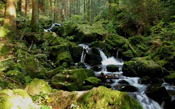 Шварцвальд