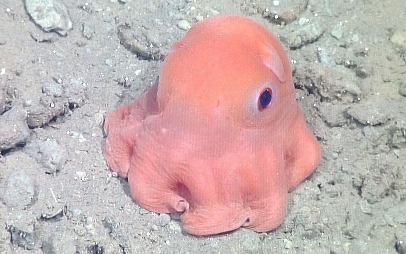 Осьминог Дамбо