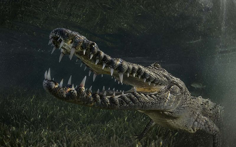 Гребнистый крокодил