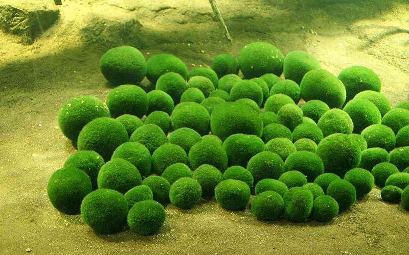 Водоросли мосс-шары.