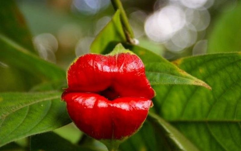 Цветы Горячие губки