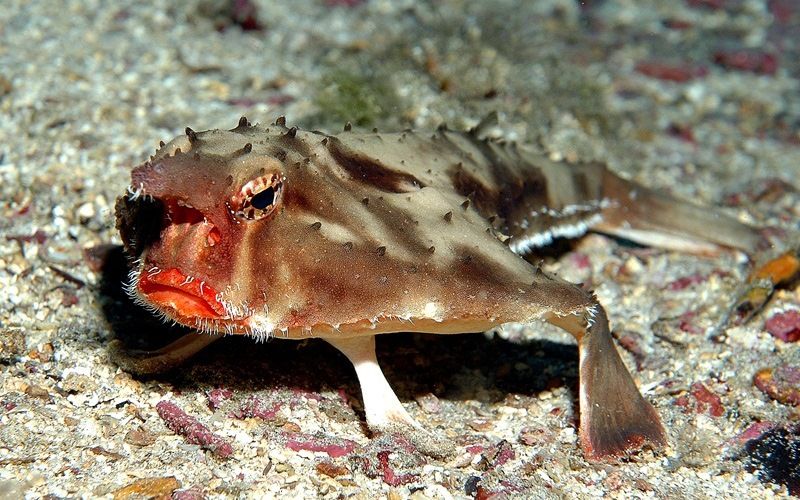 Морской нетопырь