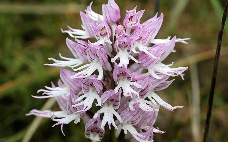 Цветок Голый человек