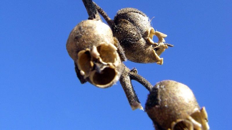 Львиный зев