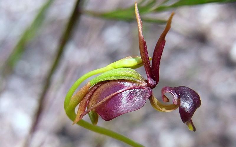 Орхидея калания