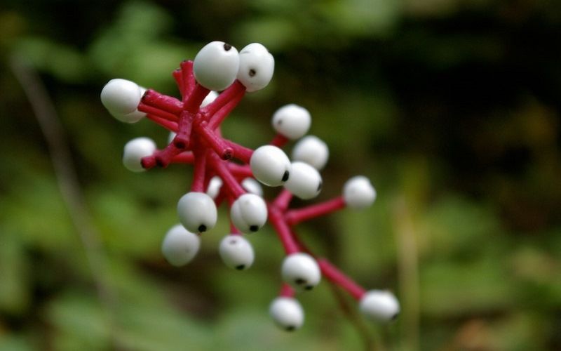 Кукольные глазки (белый воронец)