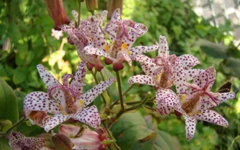 Цветок Жабья лилия