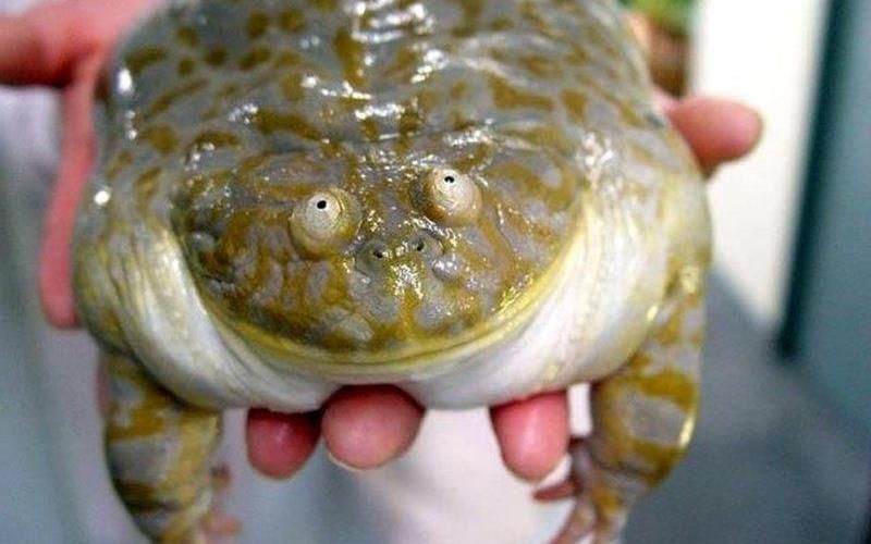 Злая щитоспинка