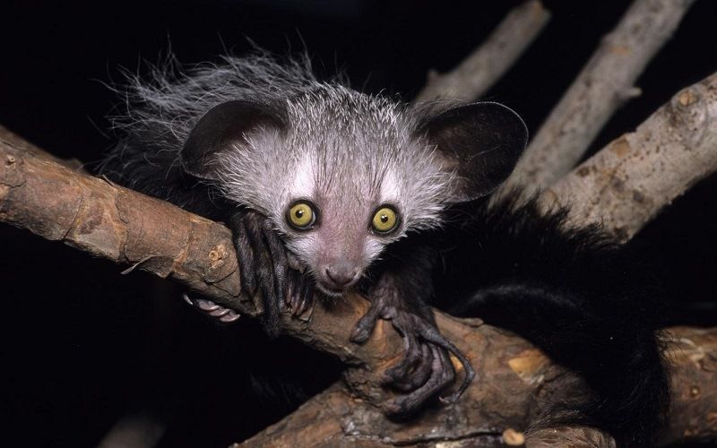 Руконожка мадагаскарская