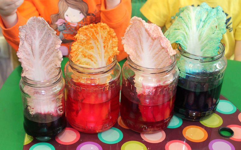 Эксперимент с листьями и цветоной водой