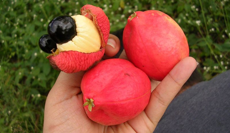 Билигия вкусна (Аки)