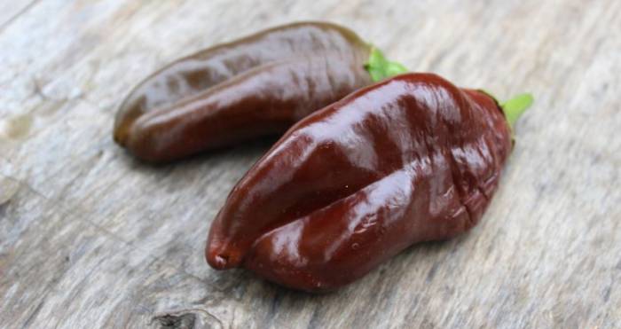Шоколадный перец