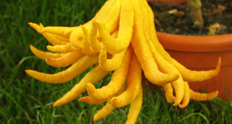 Цитрусовая Рука Будды