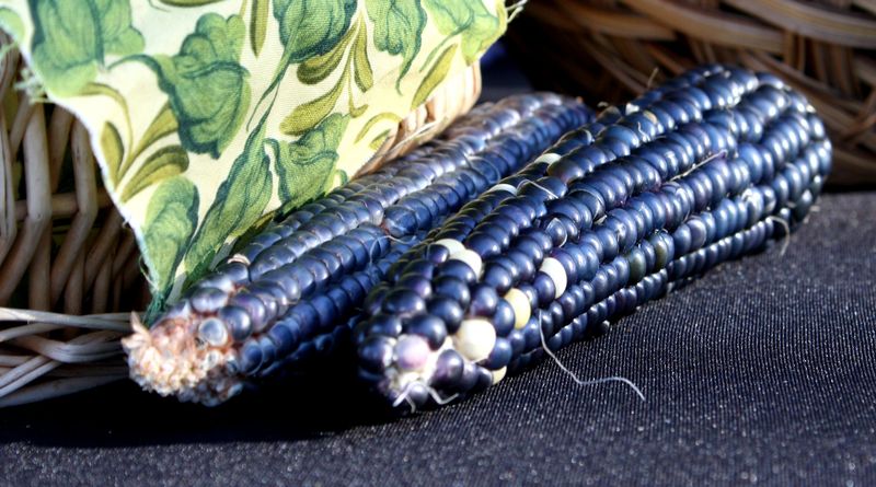 Синяя кукуруза