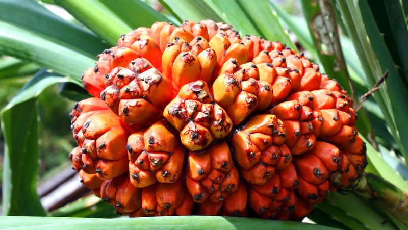 Пандан (панданус)