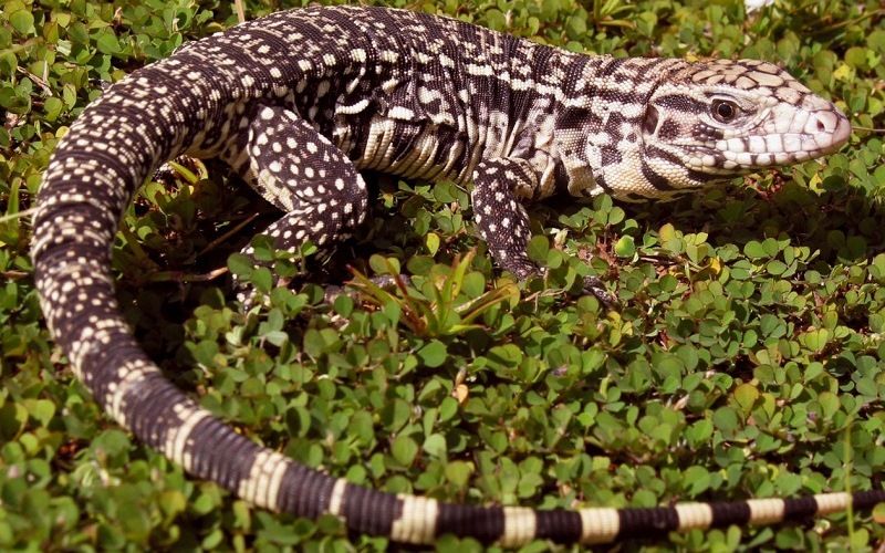 Американские вараны (тегу, теиды)