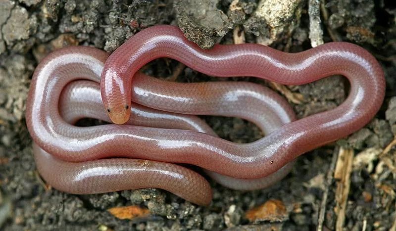Червеобразная слепозмейка
